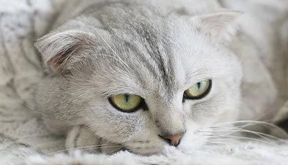 开云app——云端生活的智能引擎，让美好触手可及