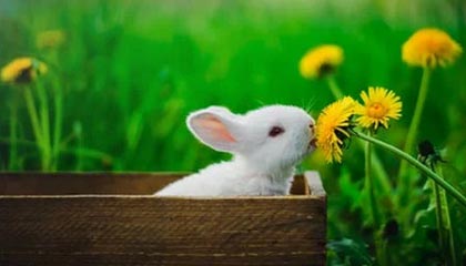 开云app——云端生活的智能引擎，让美好触手可及